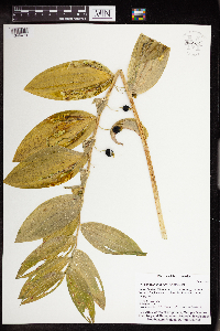 Polygonatum biflorum image