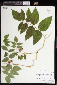 Apios americana image