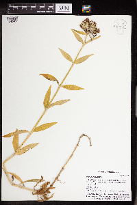 Dianthus barbatus image