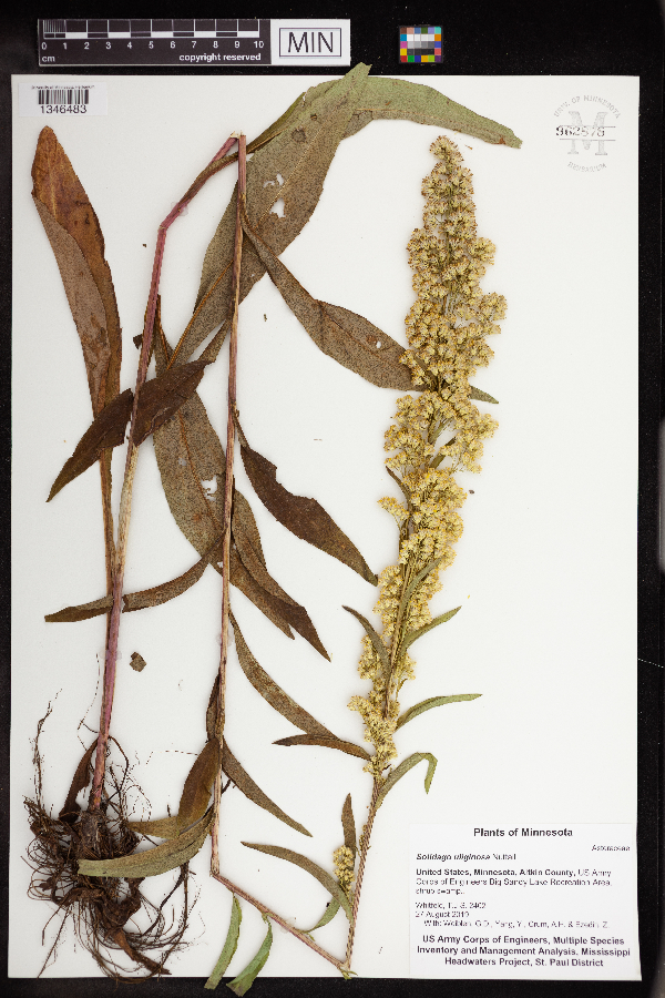 Solidago uliginosa image