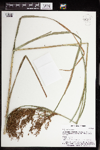 Scirpus atrocinctus image