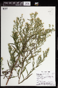 Symphyotrichum lanceolatum var. lanceolatum image