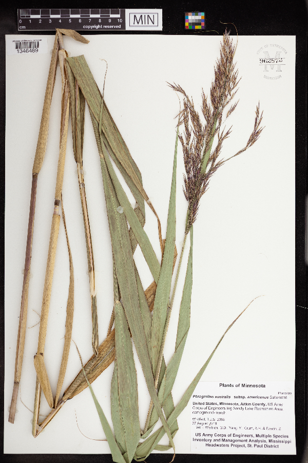 Phragmites australis subsp. americanus image
