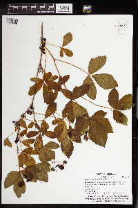 Rubus heterophyllus image