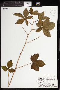 Rubus heterophyllus image