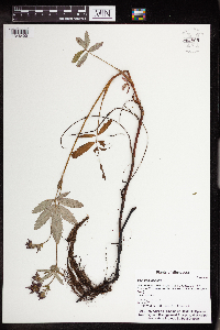 Comarum palustre image