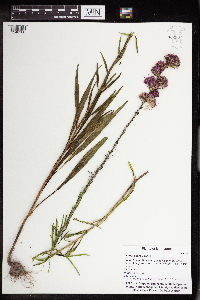 Thumbnail image of current specimen