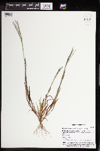 Digitaria ischaemum image