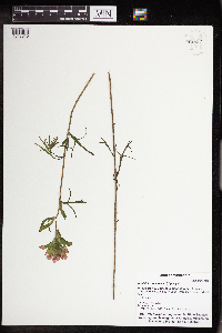 Castilleja coccinea image