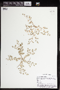 Euphorbia geyeri image