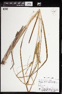 Carex utriculata image