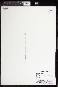 Parnassia palustris image