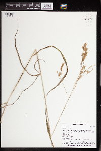 Bromus ciliatus image