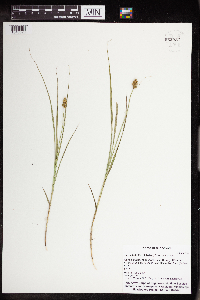 Carex bebbii image