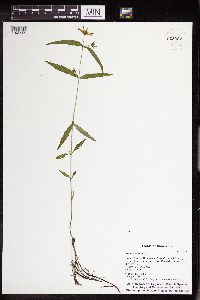 Bidens cernua image