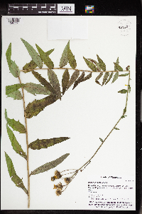 Hieracium umbellatum image