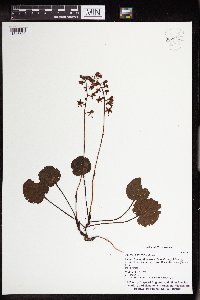 Pyrola asarifolia image
