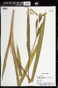 Iris pseudacorus image