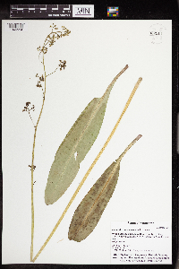 Thumbnail image of current specimen