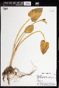 Thumbnail image of current specimen