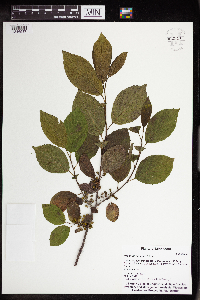 Rhamnus alnifolia image