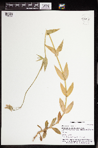 Silene csereii image
