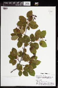 Amelanchier humilis image