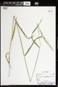 Elymus trachycaulus subsp. trachycaulus image
