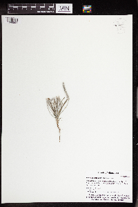 Plantago patagonica image