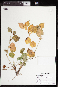 Viola labradorica image