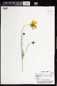 Coreopsis lanceolata image