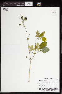 Chelidonium majus image
