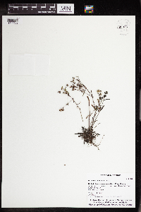 Houstonia longifolia image