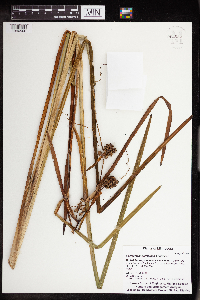 Sparganium eurycarpum image