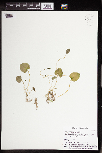 Viola minuscula image