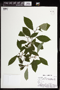 Ilex verticillata image