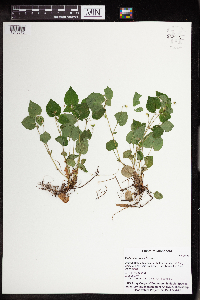 Viola labradorica image