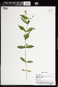 Mimulus ringens image