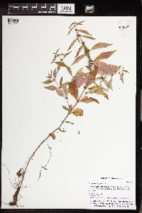 Lycopus virginicus image