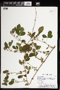 Rubus uniformis image