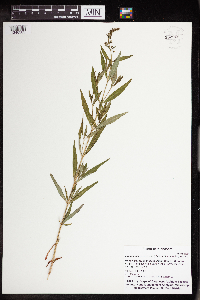 Lysimachia terrestris image