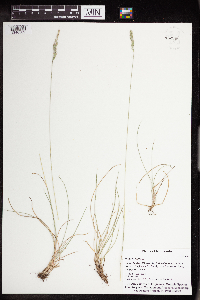 Festuca rubra image
