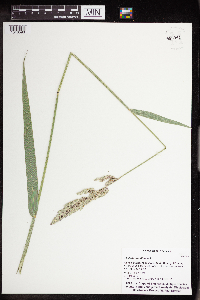 Phalaris arundinacea image