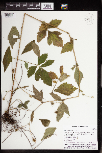 Geum canadense image