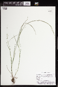 Cinna latifolia image