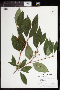 Cornus racemosa image