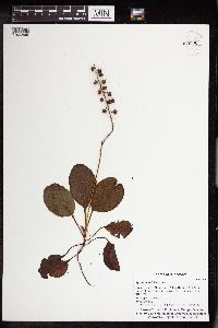 Pyrola asarifolia image