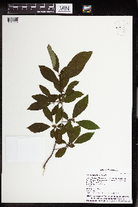 Ilex verticillata image