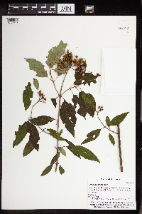 Cornus obliqua image