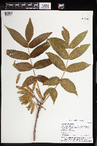 Fraxinus nigra image
